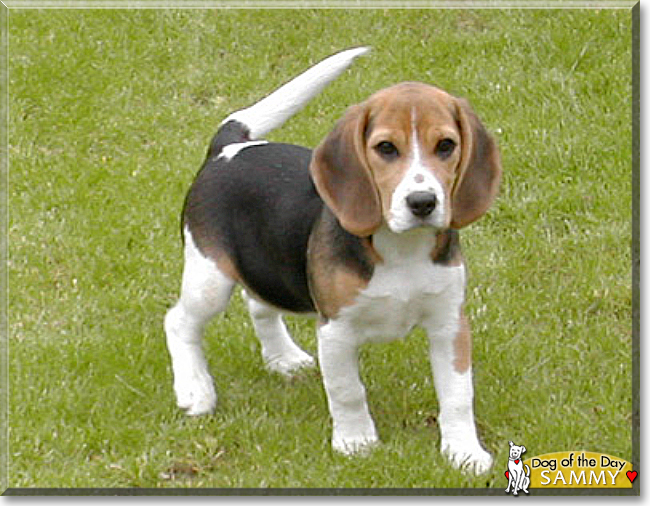 Sammy the Beagle, the Dog of the Day