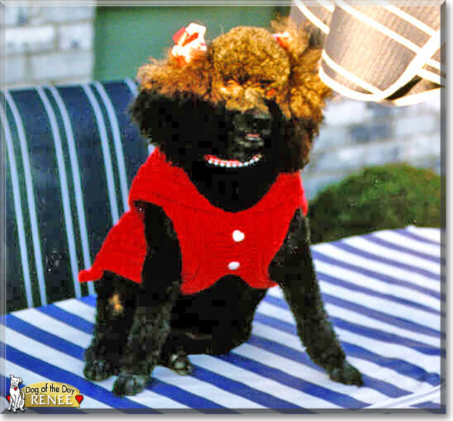 Renee the Toy Poodle, the Dog of the Day
