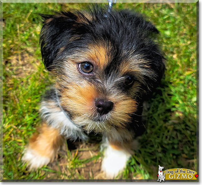 Gizmo the Shih Tzu, Yorkshire Terrier mix, the Dog of the Day