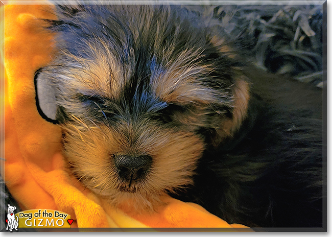 Gizmo the Shih Tzu, Yorkshire Terrier mix, the Dog of the Day