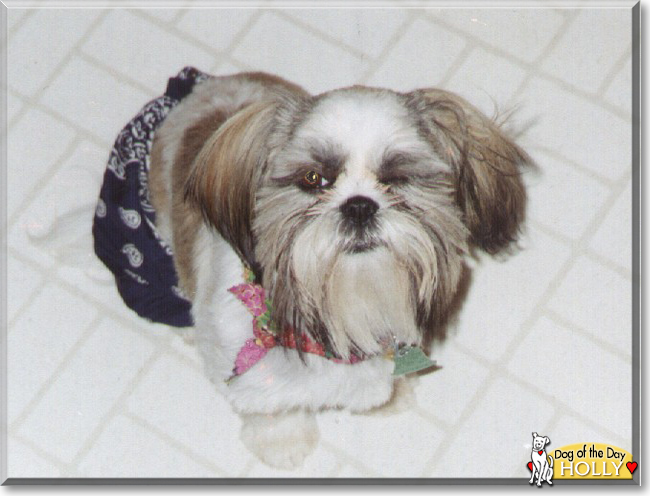 Holly the Shih Tzu, the Dog of the Day