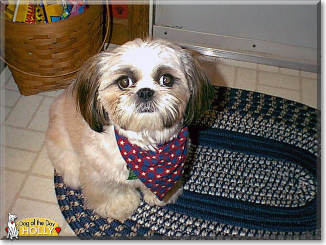 Holly the Shih Tzu, the Dog of the Day