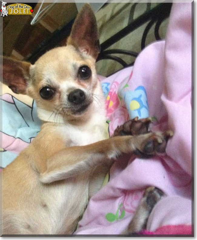 Jolei the Chihuahua, the Dog of the Day