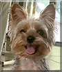 Teddy the Yorkshire Terrier