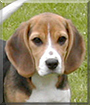 Sammy the Beagle