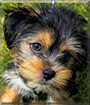 Gizmo the Shih Tzu, Yorkshire Terrier mix