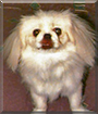 Lexie the Pekinese