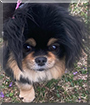 Tinker the Pekinese, Pomeranian mix