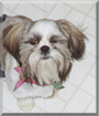 Holly the Shih Tzu