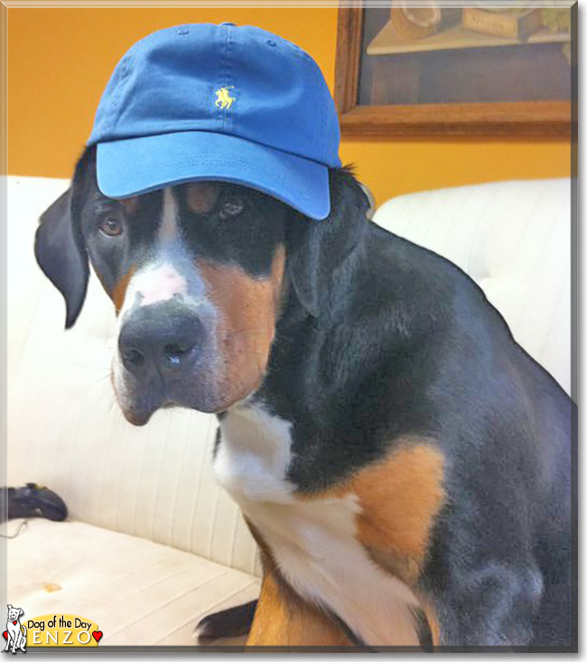 Enzo the Greater Swiss Mountain Dog, the Dog of the Day