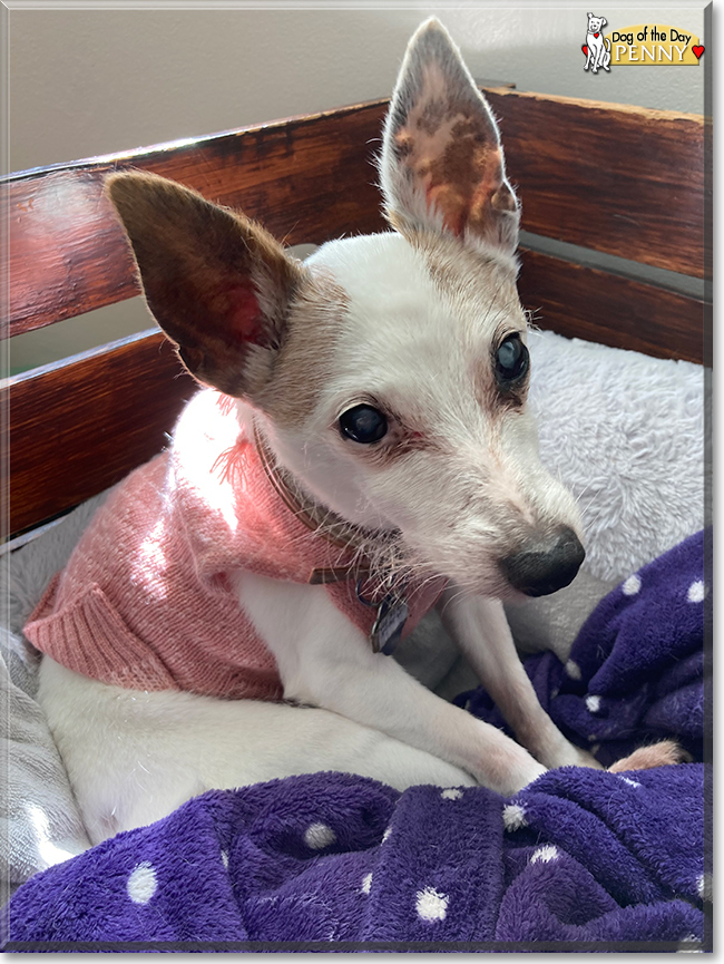 Penny the Rat Terrier, Chihuahua mix, the Dog of the Day
