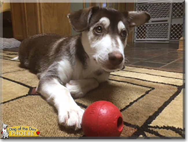 Phoebe the Husky, Rat Terrier mix, the Dog of the Day