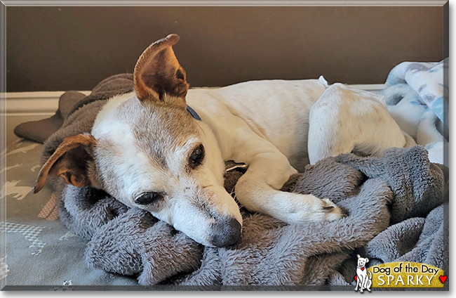 Sparky the Jack Russell Terrier, the Dog of the Day
