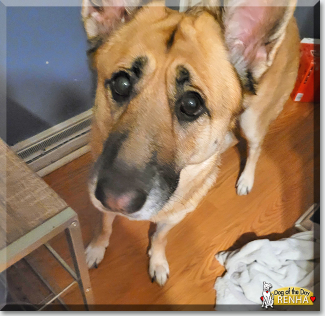 Renha the German Shepherd mix, the Dog of the Day