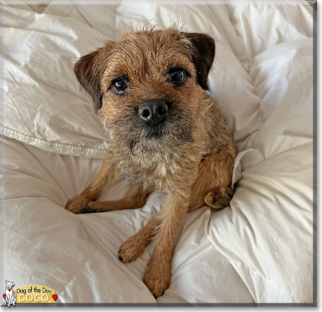 Coco the Border Terrier, the Dog of the Day