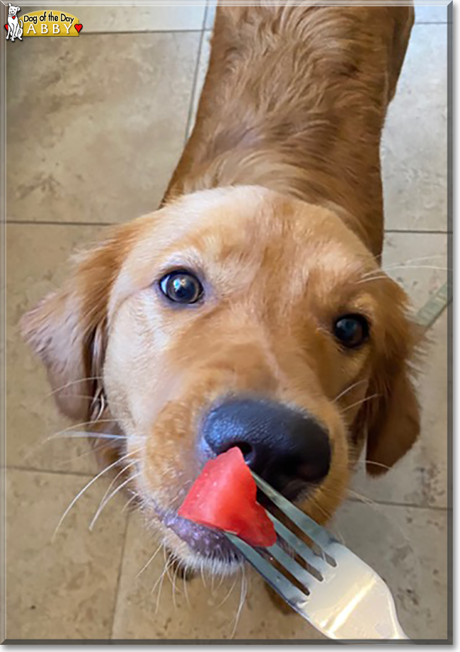 Abby the Golden Retriever, the Dog of the Day