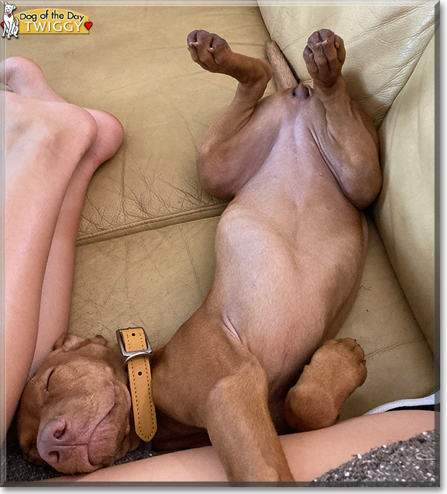 Twiggy the Vizsla, the Dog of the Day