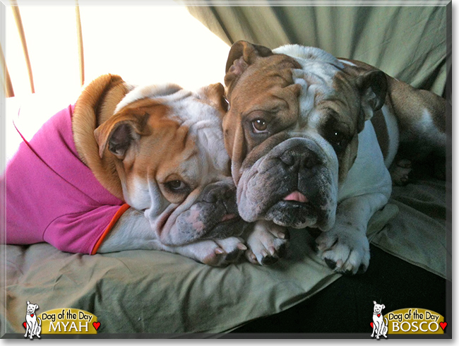 Bosco and Myah the English Bulldogs, the Dog of the Day