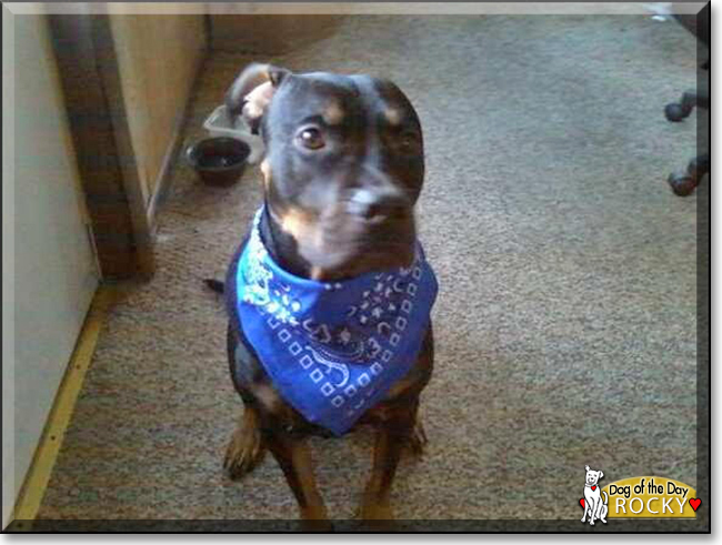 Rocky the Pitbull, Rottweiler mix, the Dog of the Day