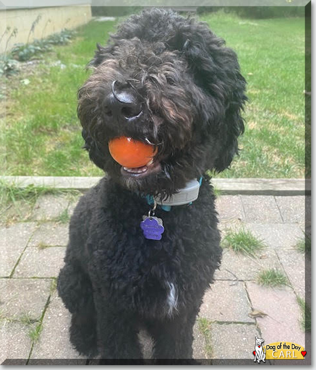 Carl the Poodle, Sheepdog mix, the Dog of the Day
