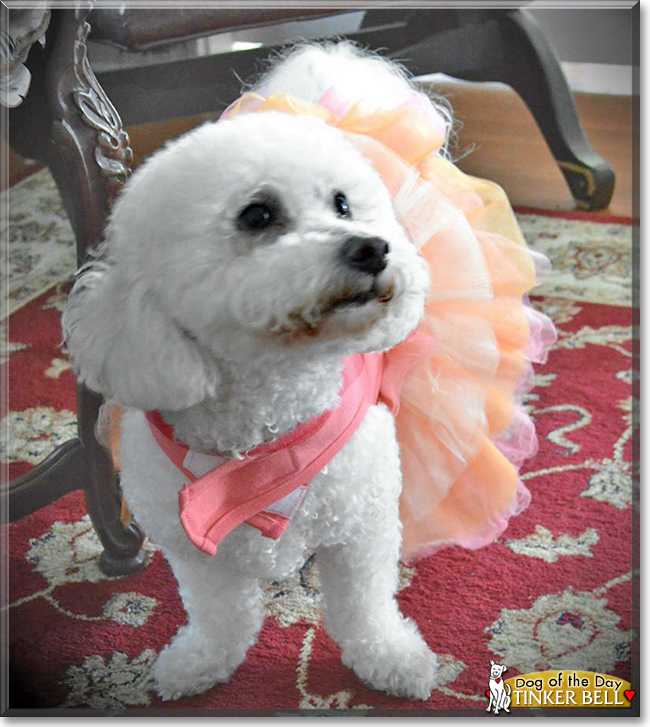 Tinker Bell the Bichon Frise, the Dog of the Day