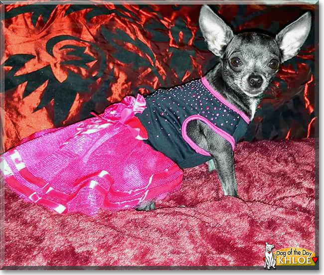 Khloe the Chihuahua, the Dog of the Day