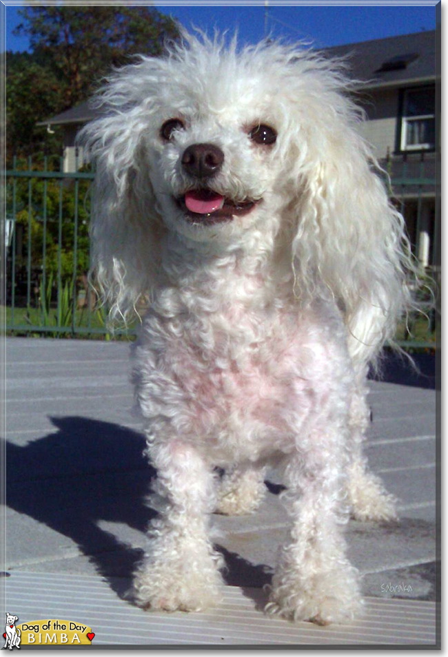 Bimba the Bichon Frise, the Dog of the Day