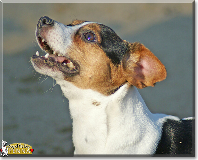 Fenna the Jack Russell Terrier, the Dog of the Day