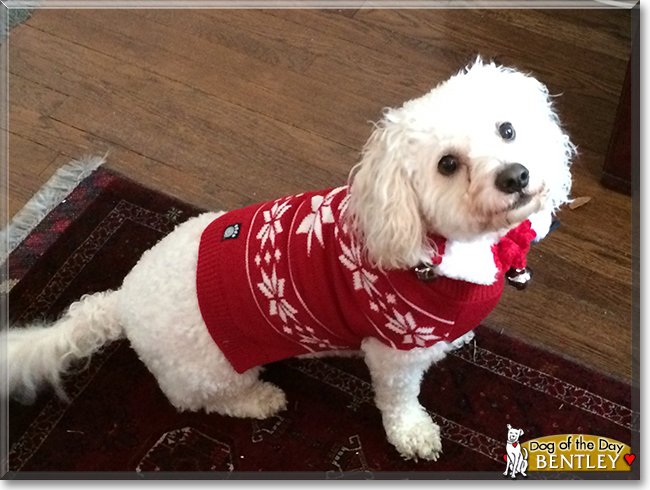 Bentley the Bichon Frise/Miniature Poodle mix, the Dog of the Day