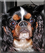 Lacy the English Toy Spaniel