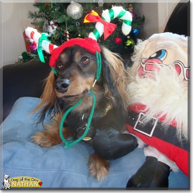 Nathan the Miniature Dachshund, the Dog of the Day