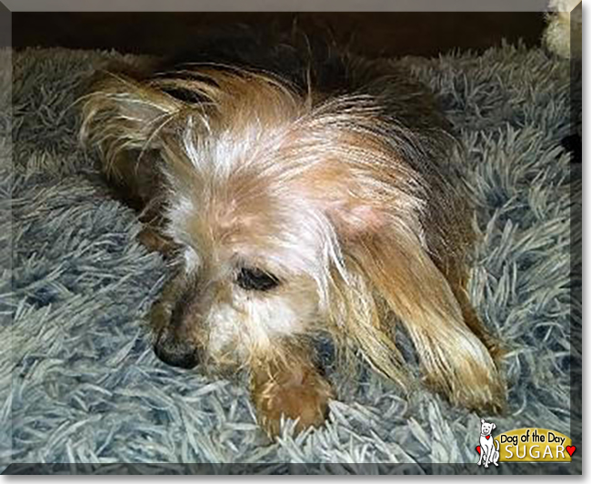 Sugar the Yorkshire Terrier, the Dog of the Day