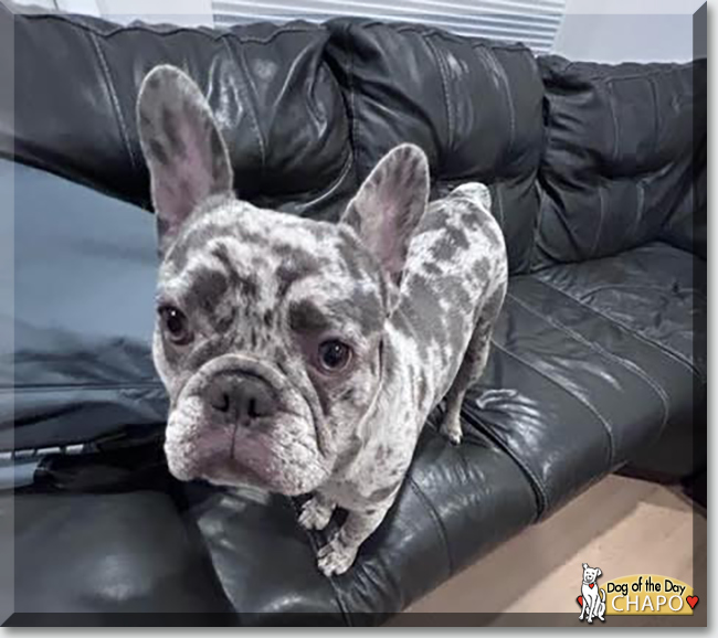 Chapo the French Bulldog, the Dog of the Day