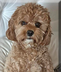 Archie the Cavalier King Charles Spaniel, Poodle mix