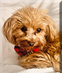 Coco the Yorkshire Terrier, Poodle mix