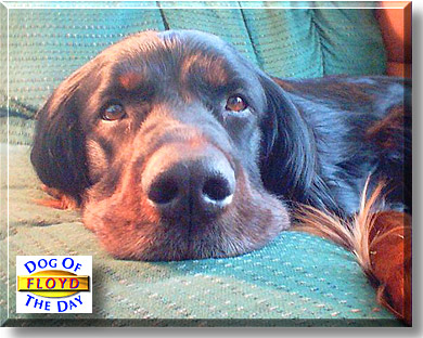 Floyd - Gordon Setter - March 15, 2003