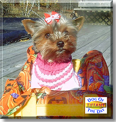 Tiffany - Yorkshire Terrier - November 3, 2003