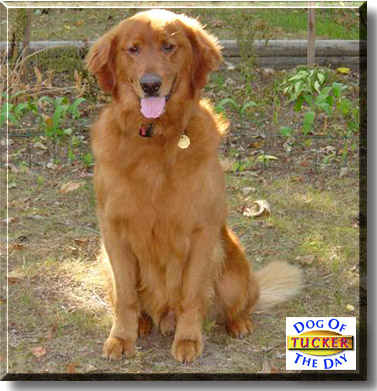 Tucker - Golden Retriever - April 9, 2004