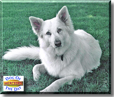 Mercedes - German Shepherd - June 6, 2004