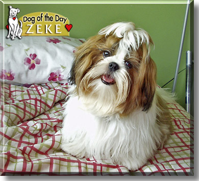 Zeke, the Dog of the Day
