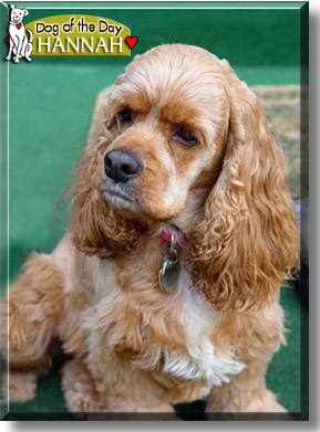 Hannah - American Cocker Spaniel - January 16, 2006