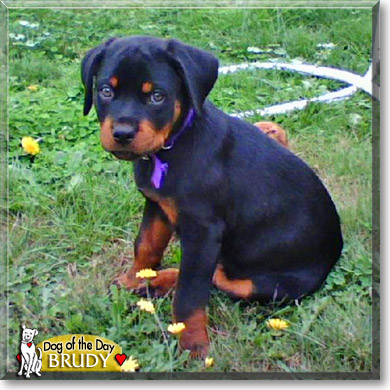 Brudy - Rottweiler - December 7, 2007