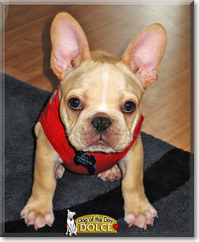 Dolce - French Bulldog - November 11, 2008