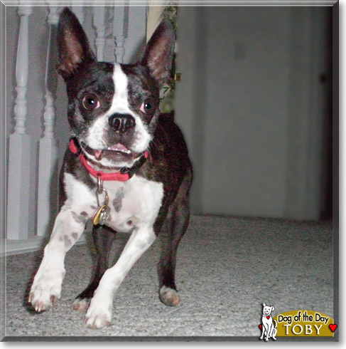 Toby - Boston Terrier - February 26, 2011