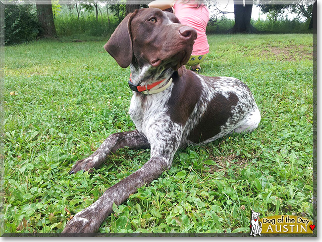 Austin Tyler - German Shorthaired Pointer - August 2, 2012