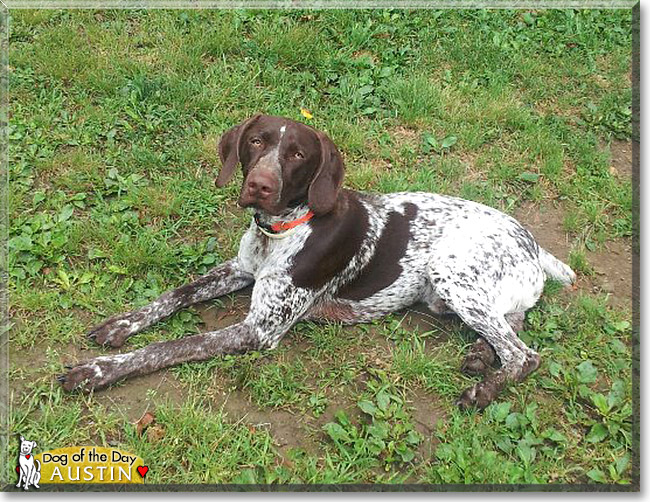 Austin Tyler - German Shorthaired Pointer - August 2, 2012