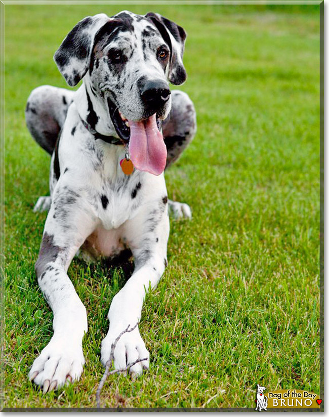 Bruno - Great Dane - August 8, 2012