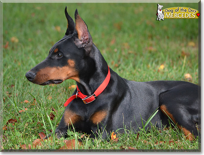 Mercedes - Doberman Pinscher - September 11, 2012