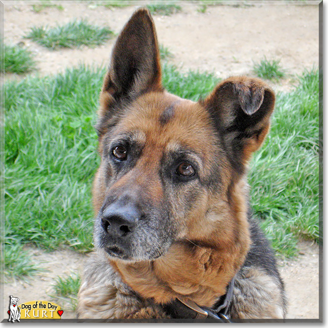 Kurt - German Shepherd - August 18, 2013