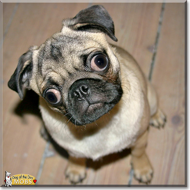 Mobs - Pug - March 16, 2013